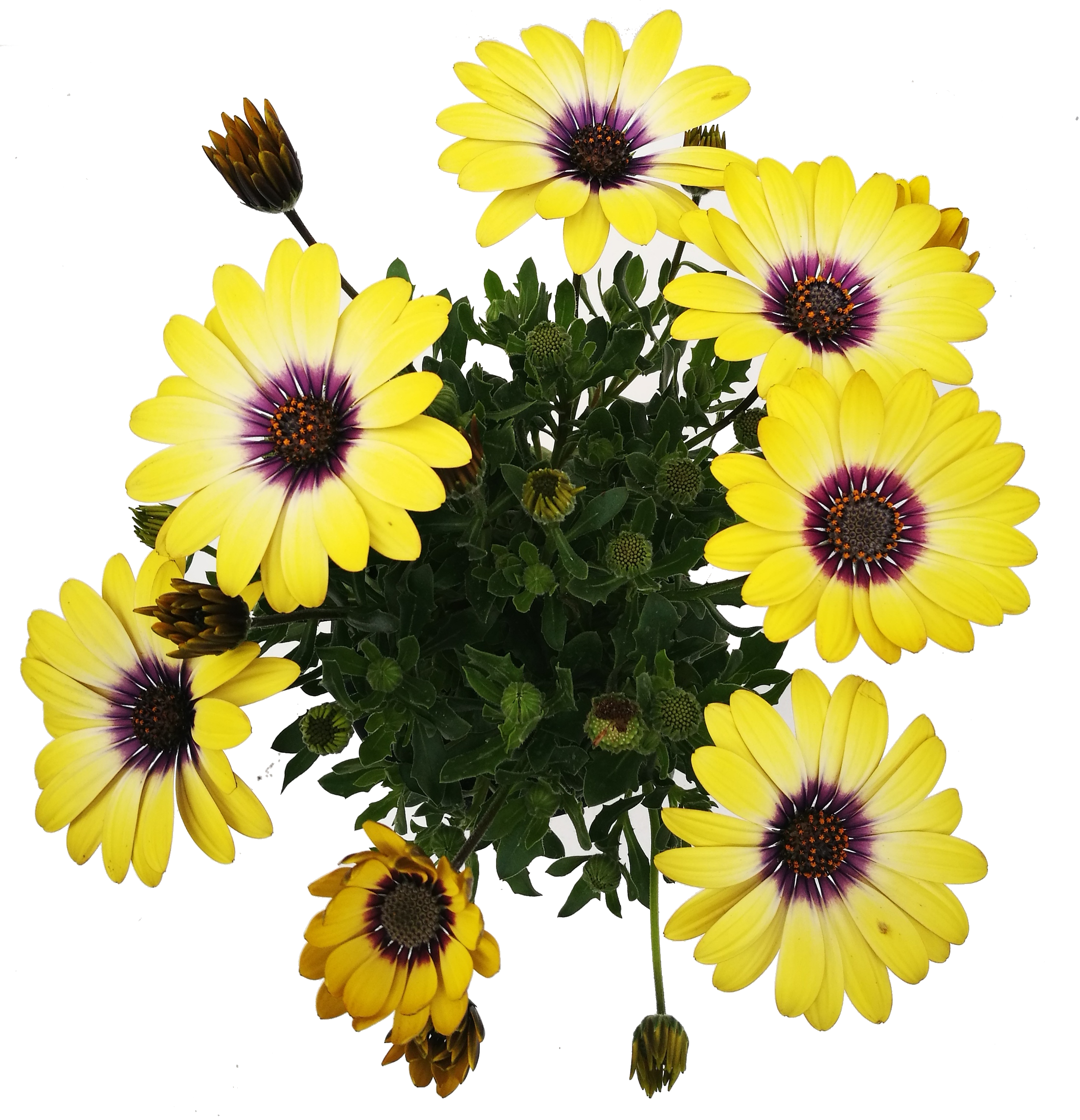 Kapkörbchen-Osteospermum-blue-eyed-blumilo-4