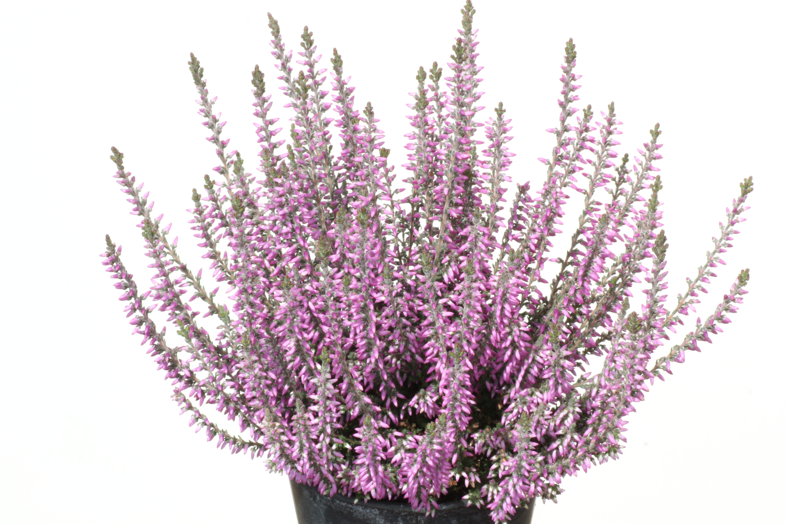 Lisann-Calluna-Gartenbau-Friedrich