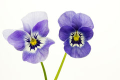 Viola-Cornuta